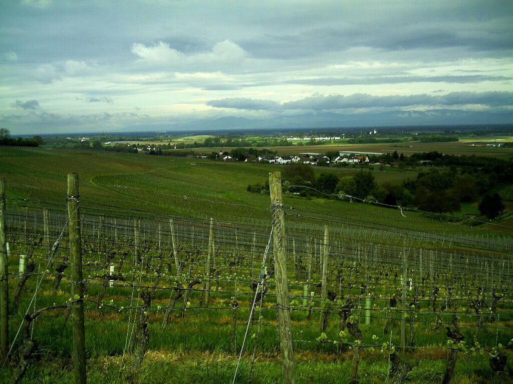 Weinberge am Kaiserstuhl – Hochzeitslocation