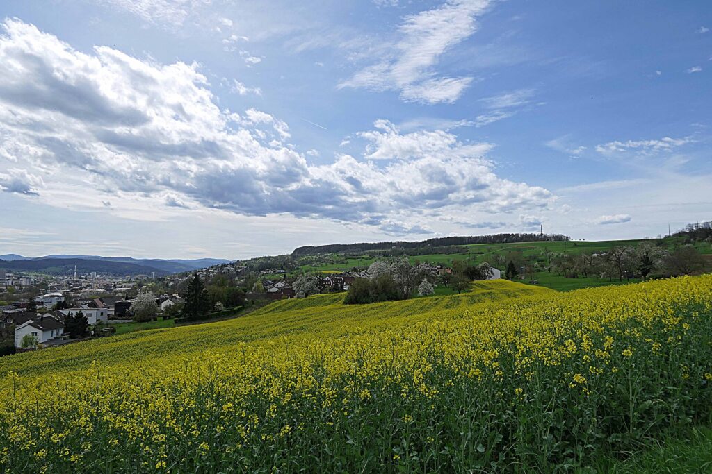 Weinberge am Tüllinger Berg – Hochzeitslocation